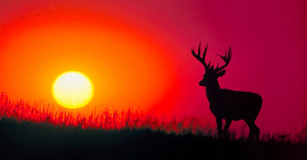 a deer walking through the grass at the sunset time